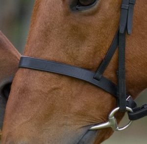 paard tekenen in stappen